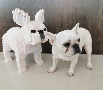 Important Notice Regarding Dodojekca Orders: Shipping and Delivery Updates