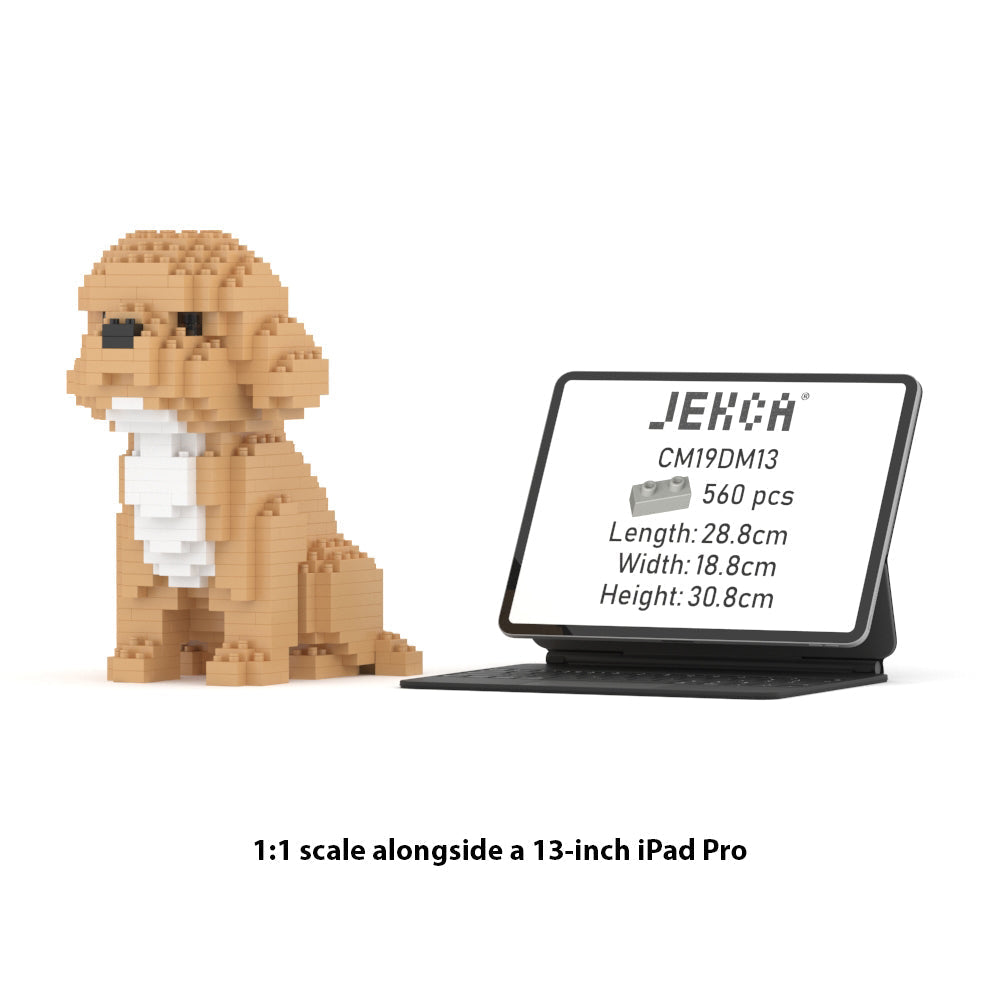 Cockapoo Mini 01