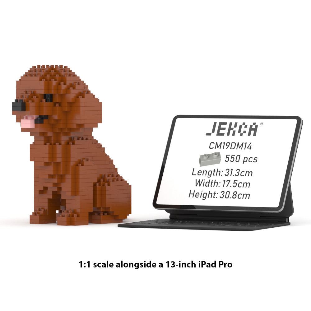 Toy Poodle Mini 01