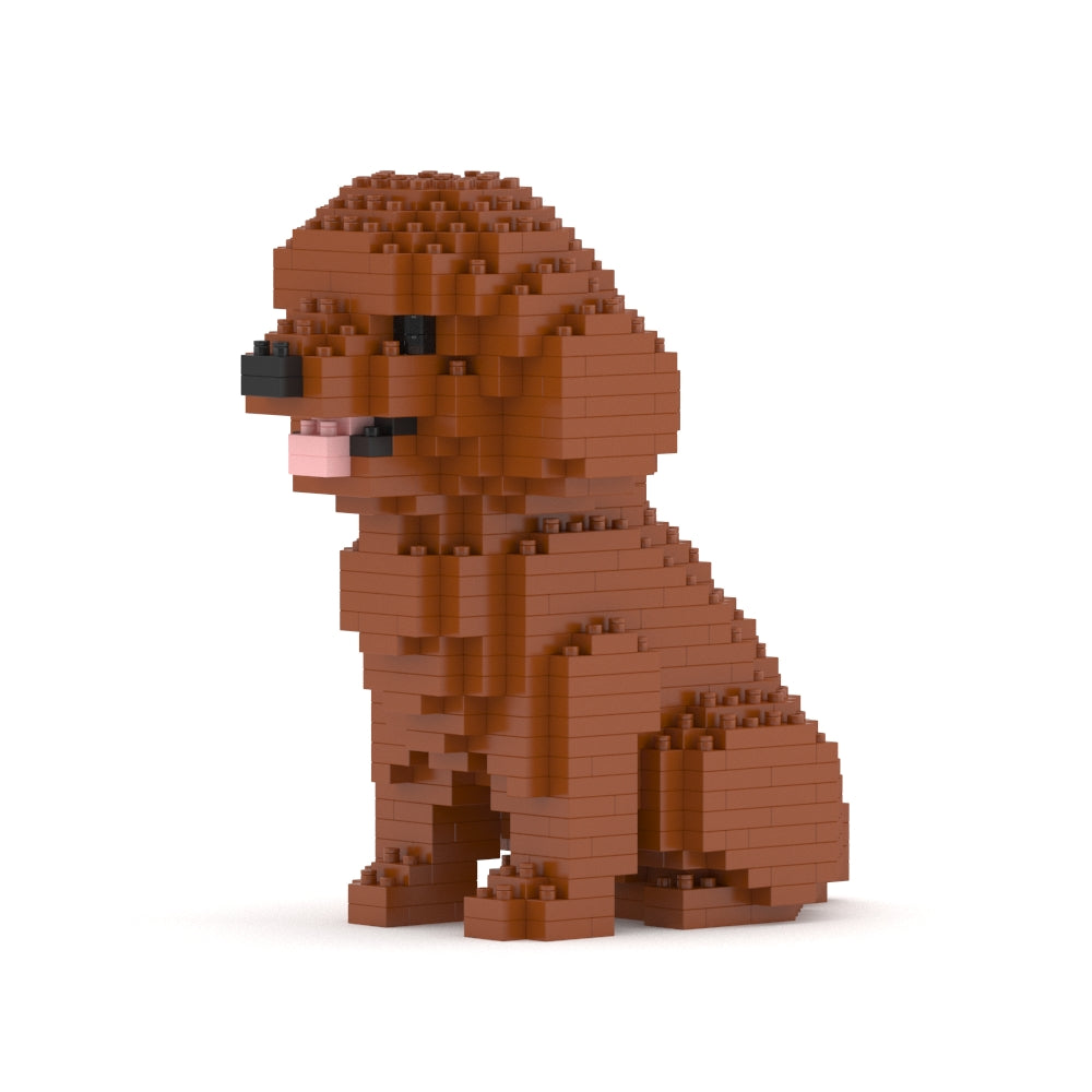 Toy Poodle Mini 01