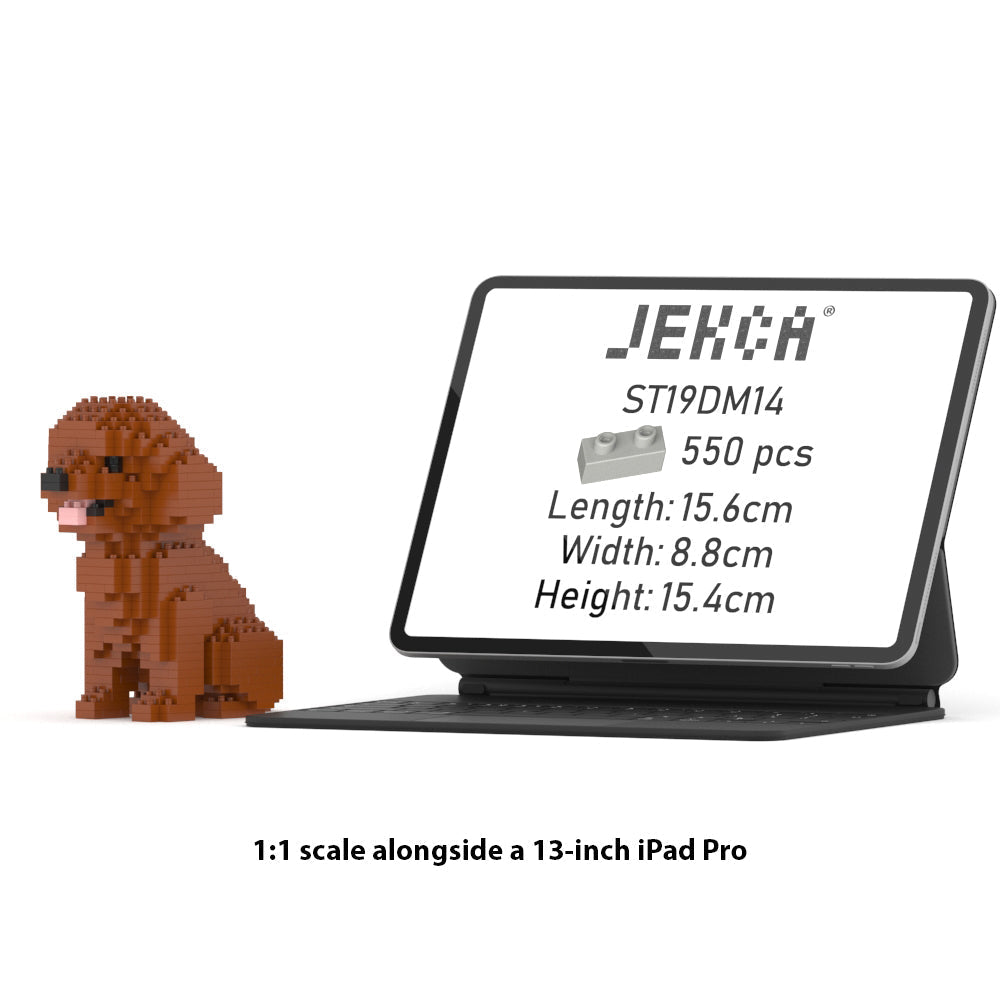 Toy Poodle Mini 01