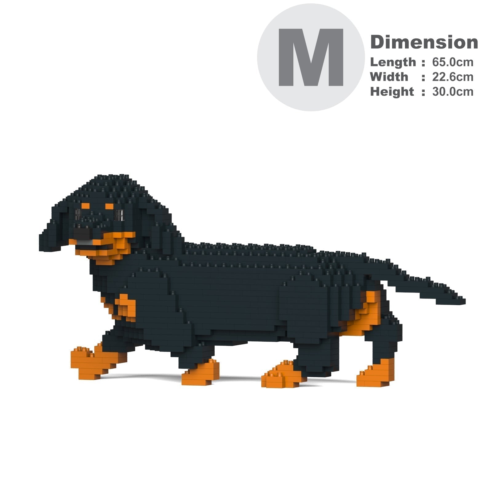 Dachshund 06-M01
