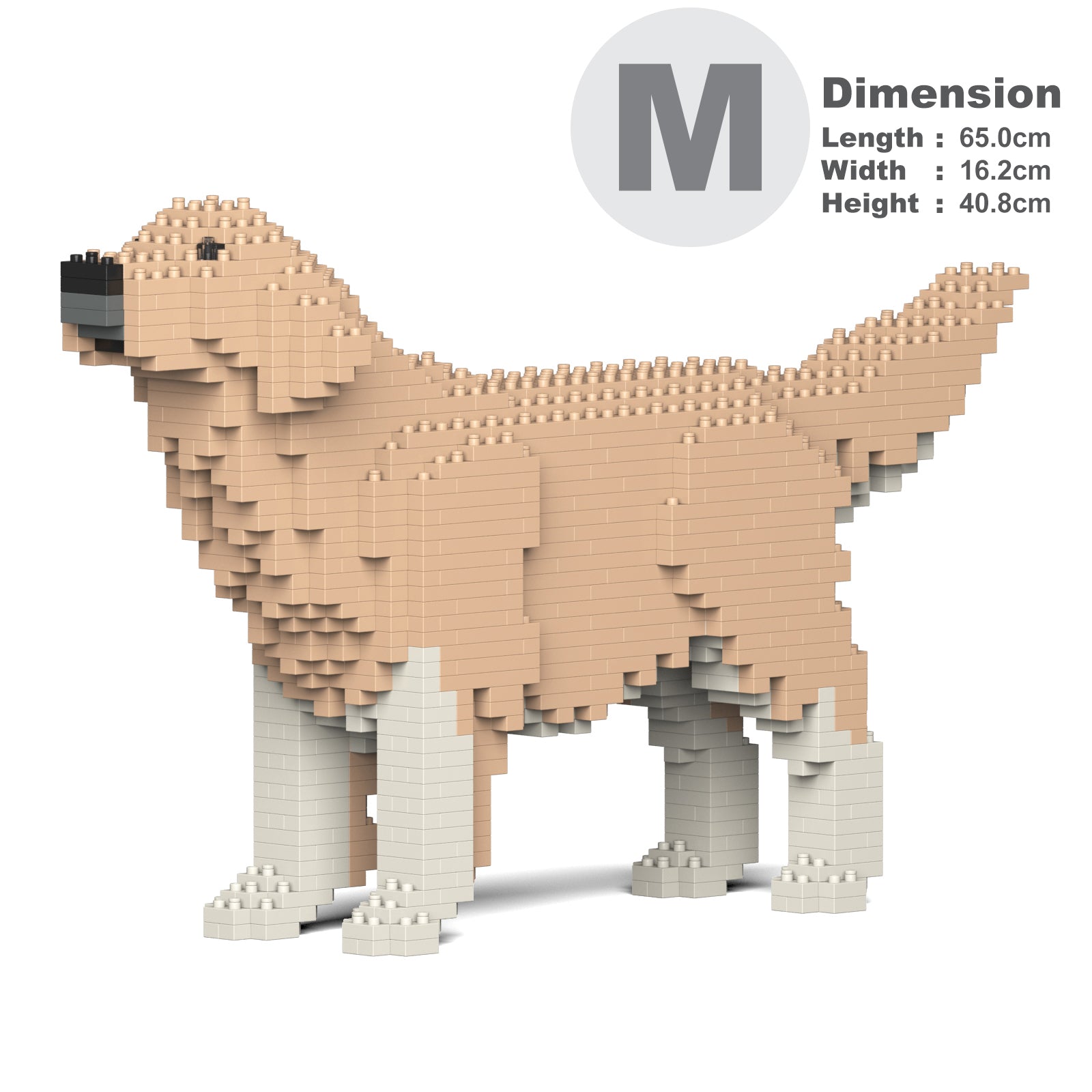 Golden Retriever 02-M01