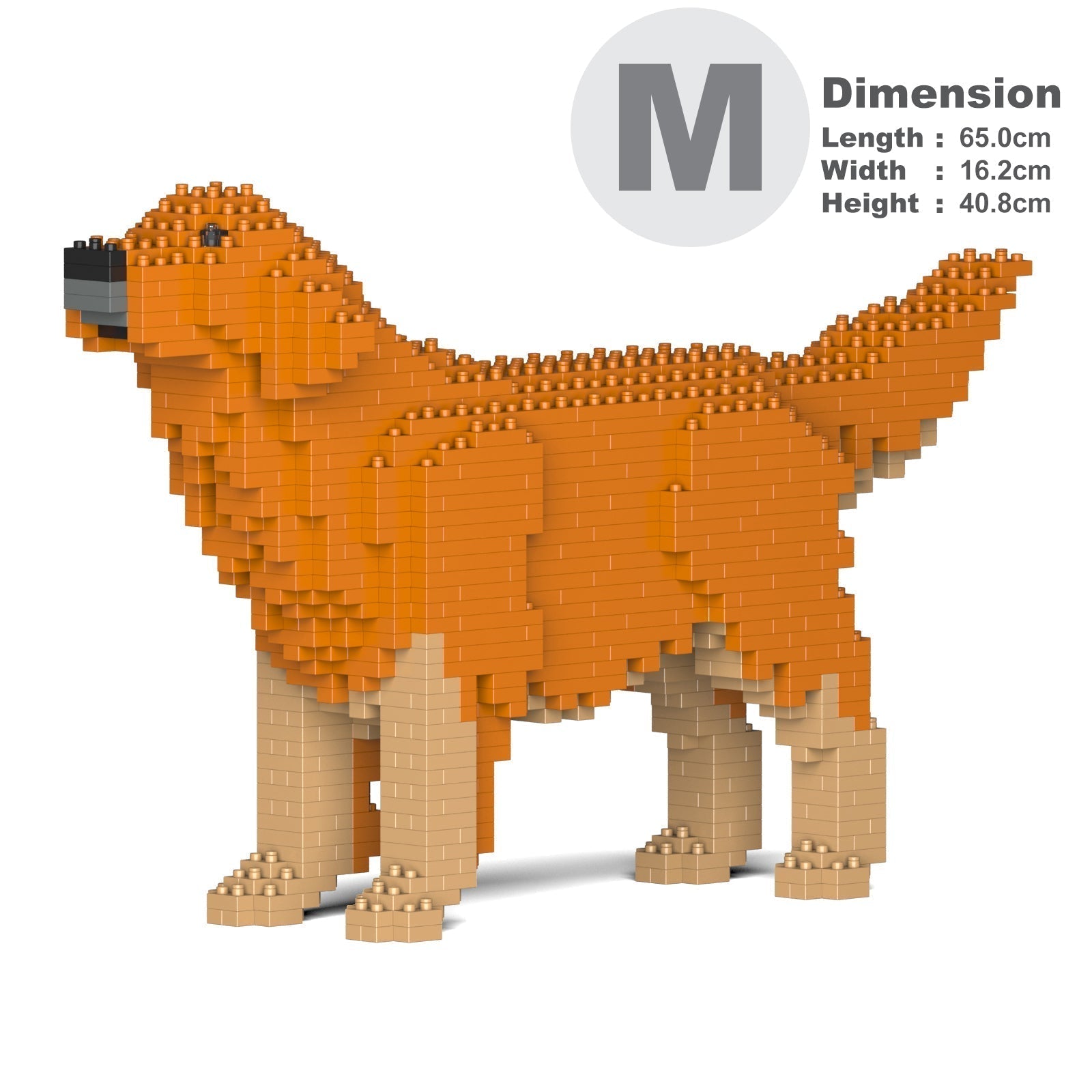 Golden Retriever 02-M02