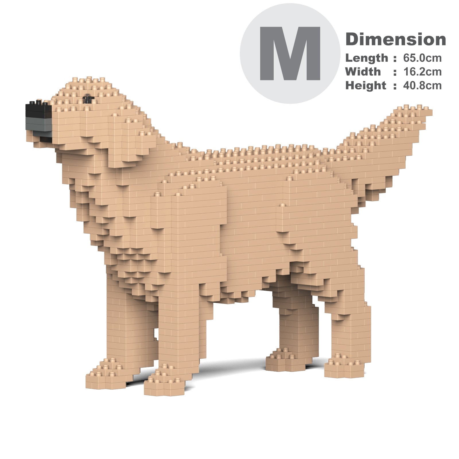 Golden Retriever 02-M03