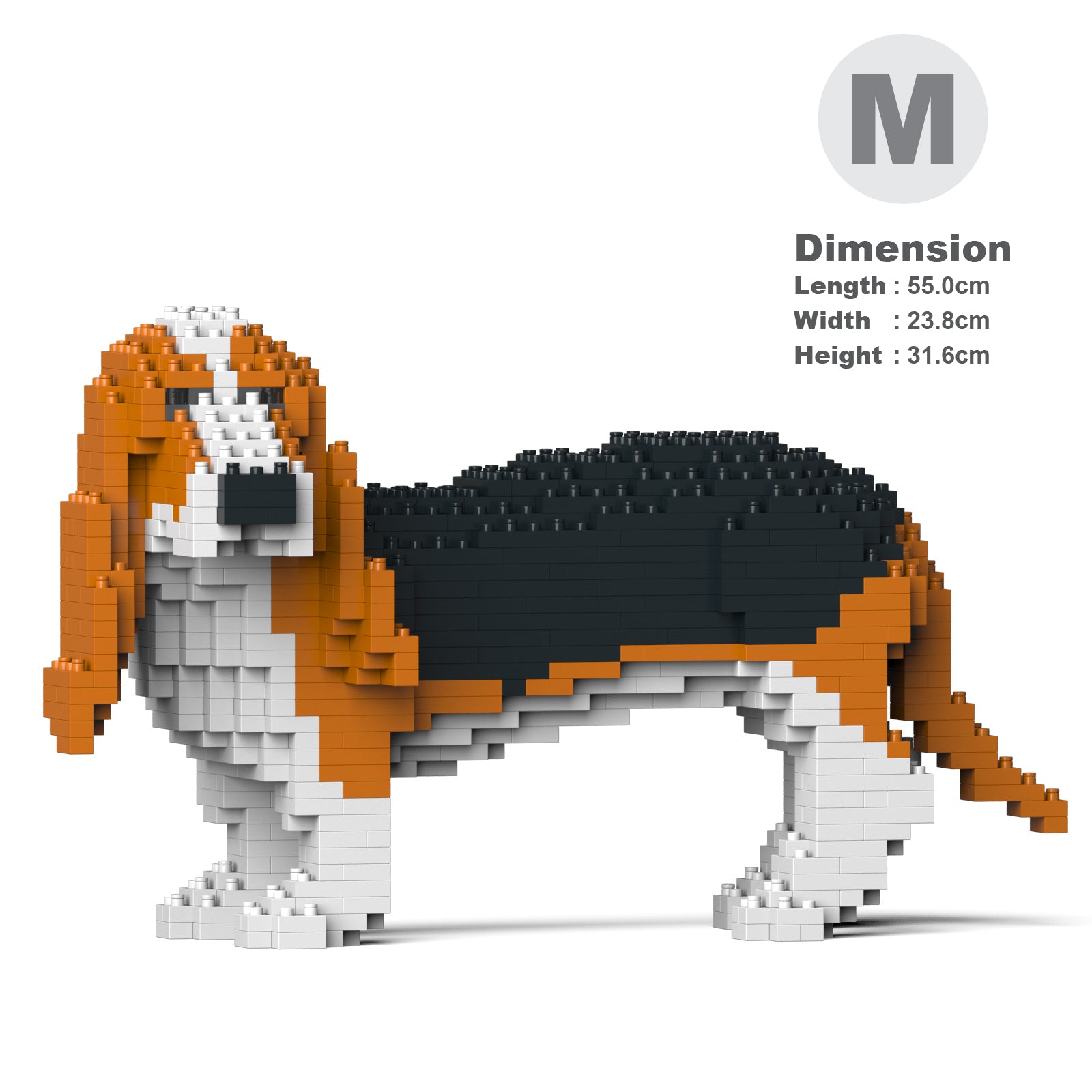 Basset Hound 01-M01
