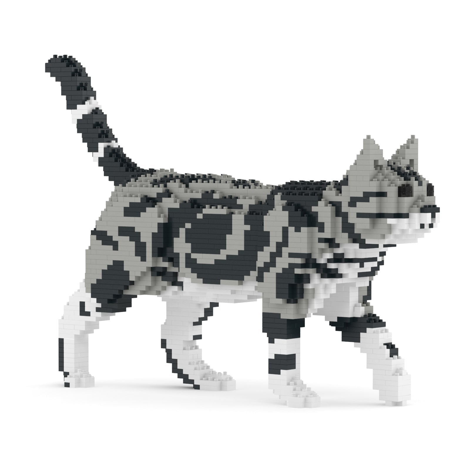 Jekca American Shorthair Cat 02S-M01