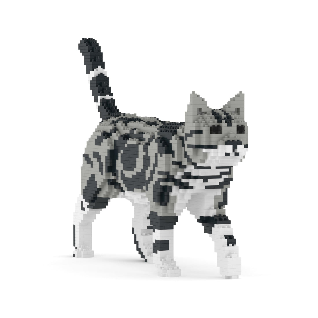 Jekca American Shorthair Cat 02S-M01