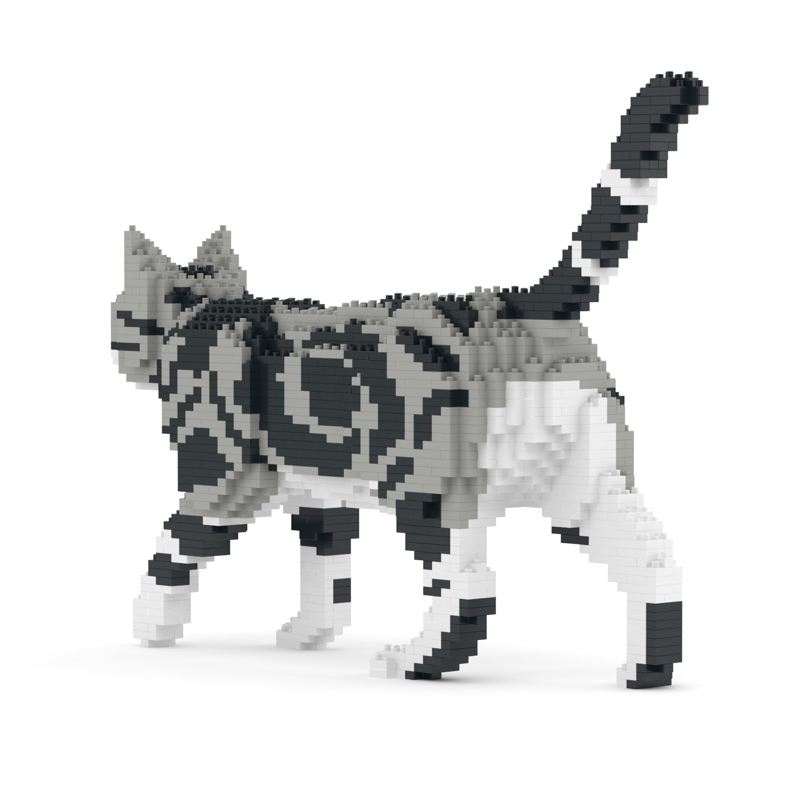 Jekca American Shorthair Cat 02S-M01