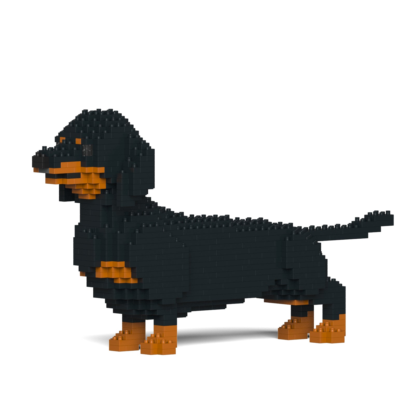 Dachshund 02-M01