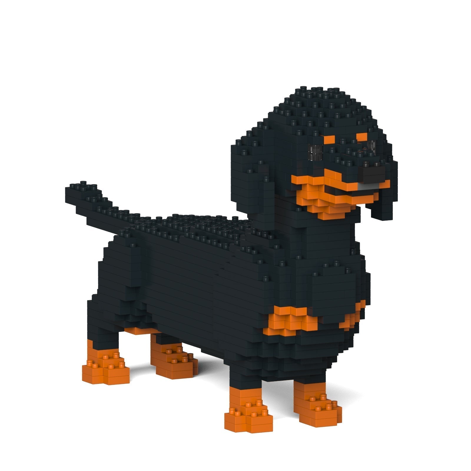 Dachshund 02-M01