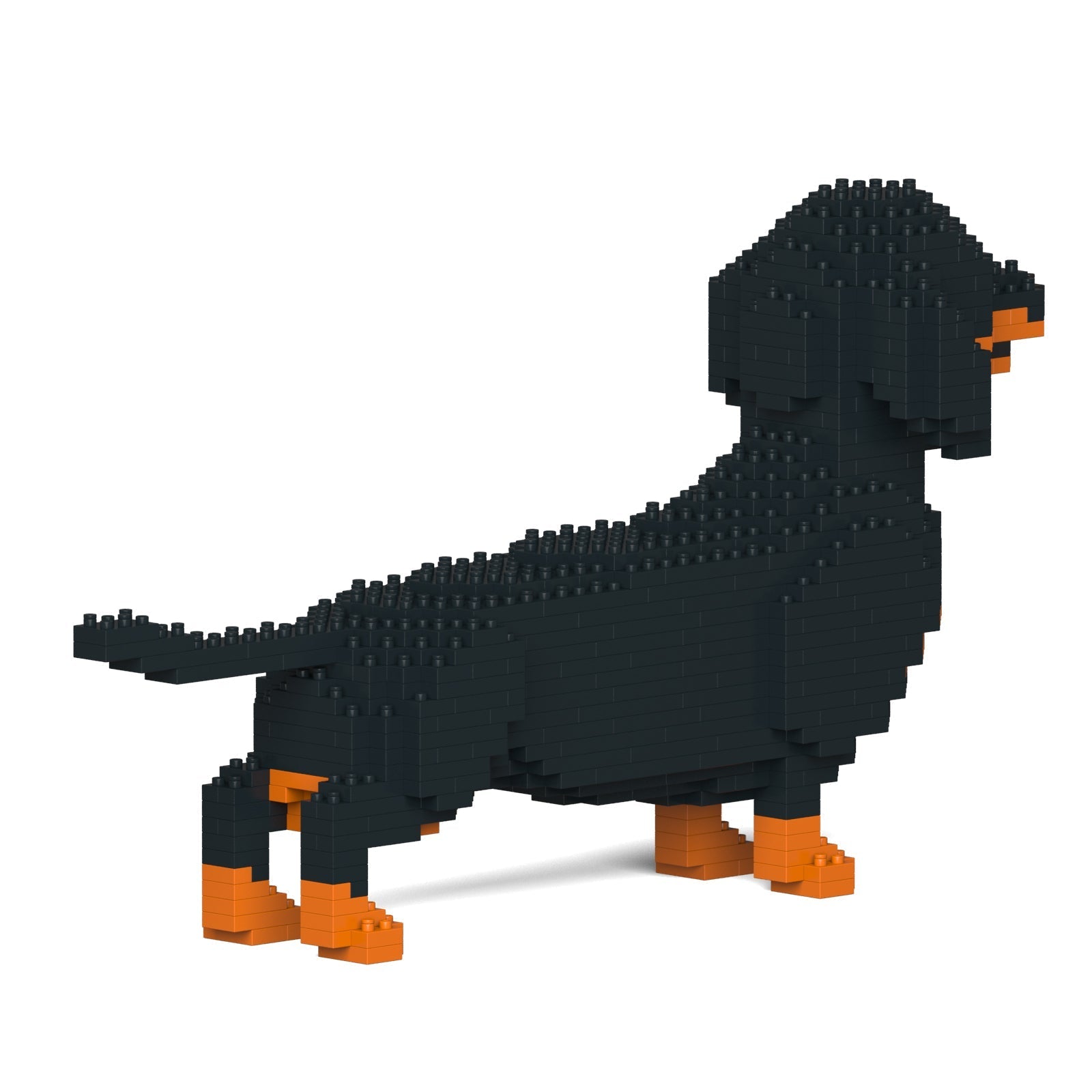 Dachshund 02-M01