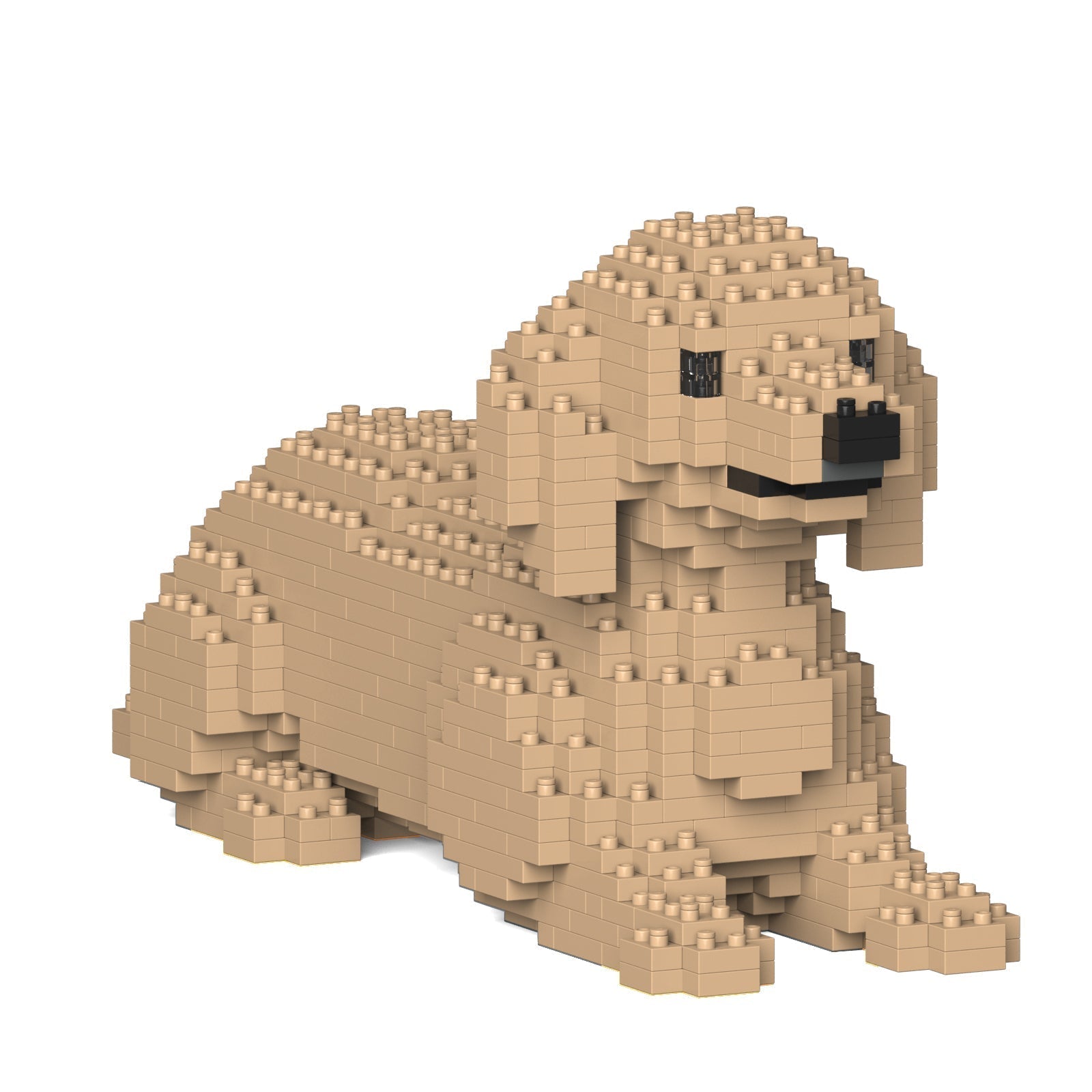 Dachshund 04-M03
