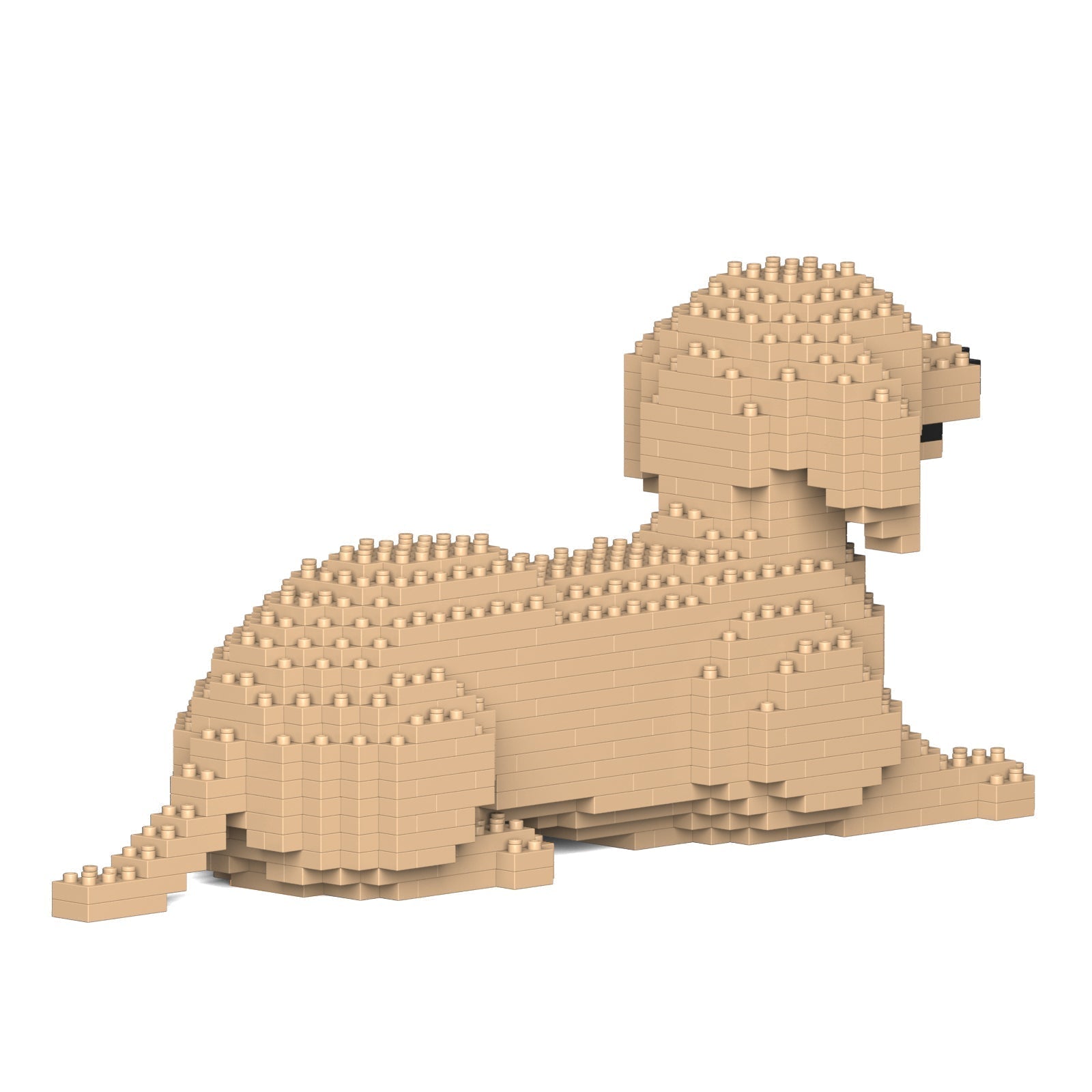 Dachshund 04-M03