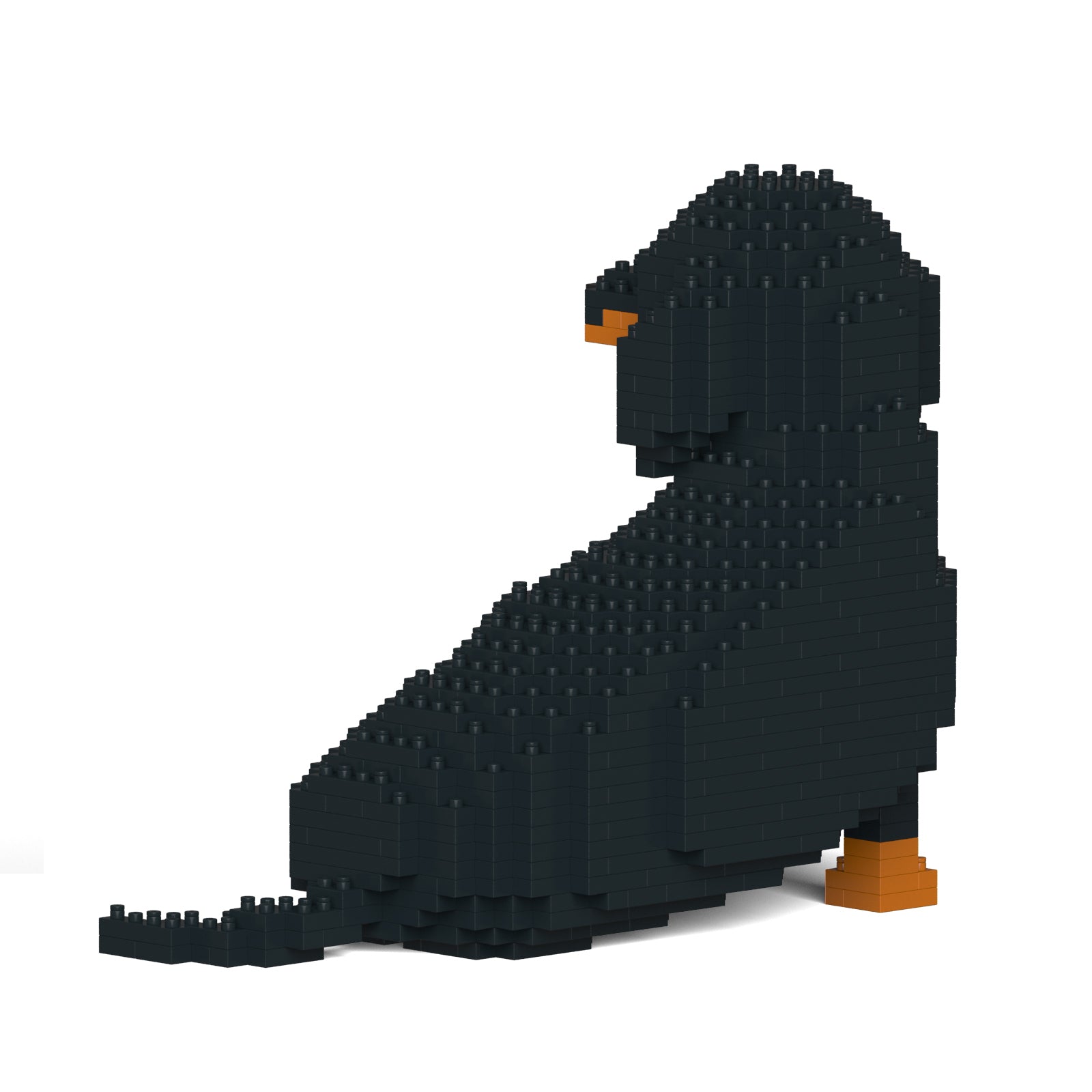 Dachshund 05-M01