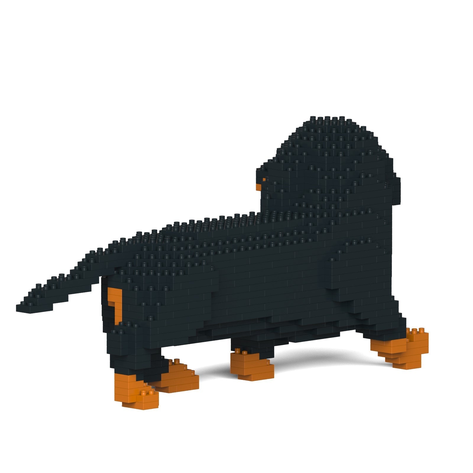 Dachshund 06-M01