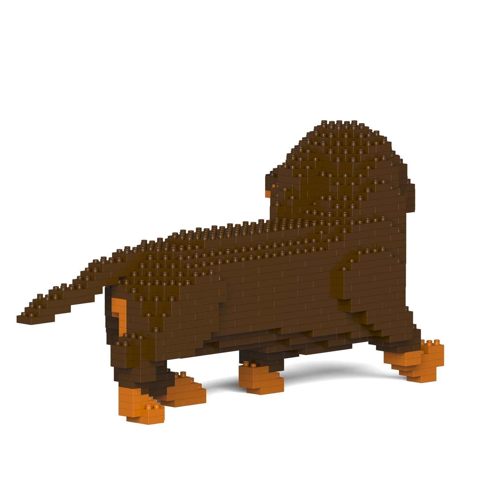 Dachshund 06-M02