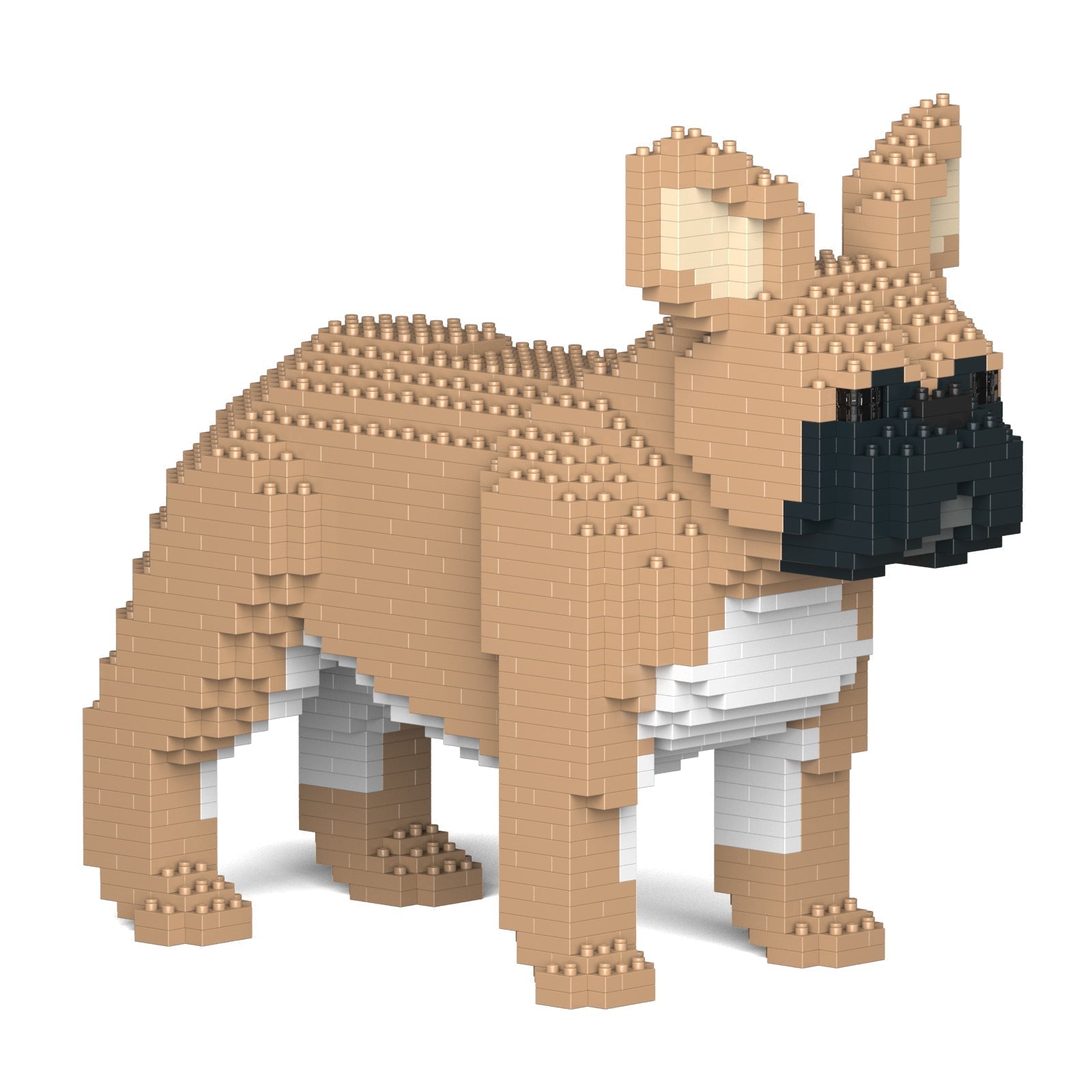 French Bulldog 02-M01