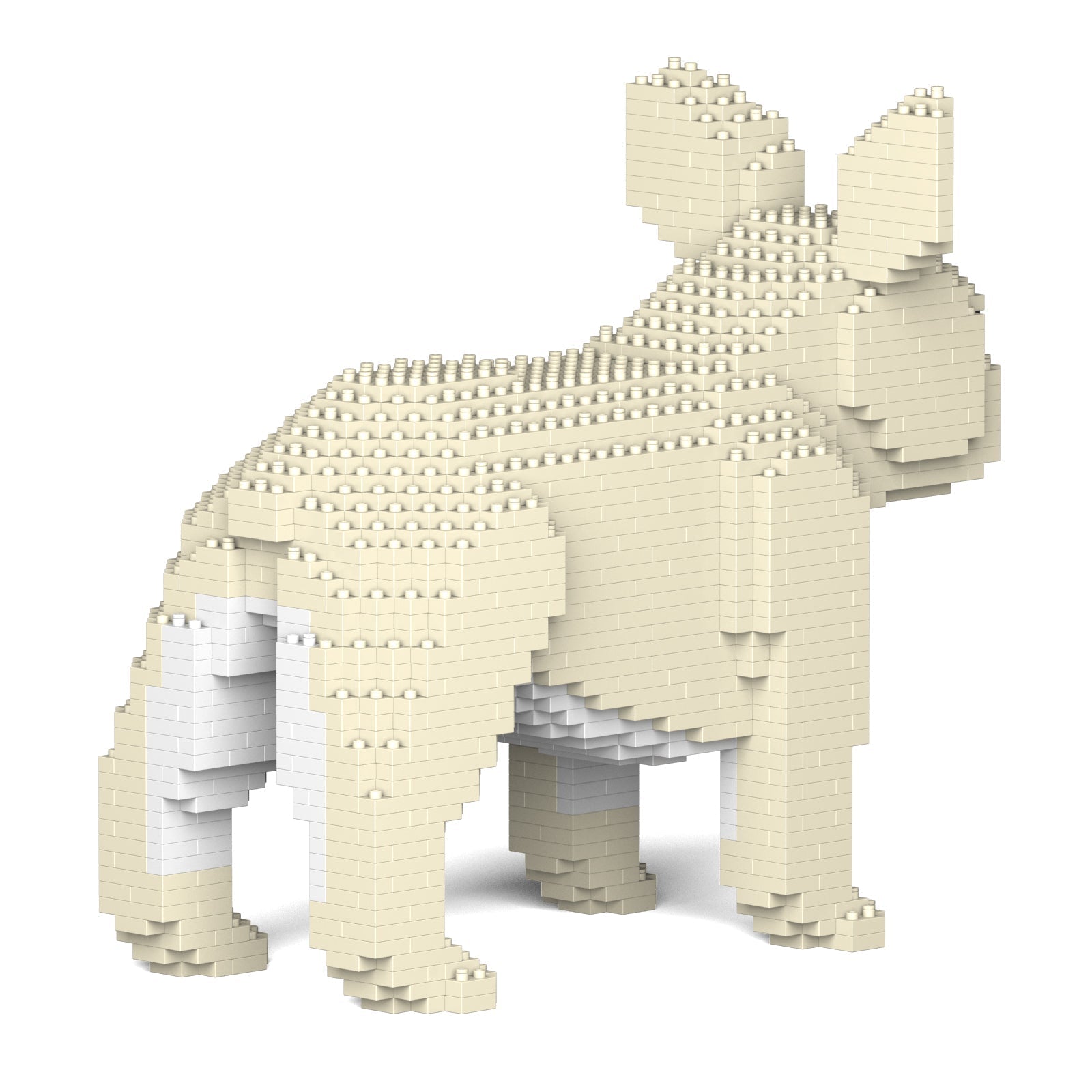 French Bulldog 02-M02