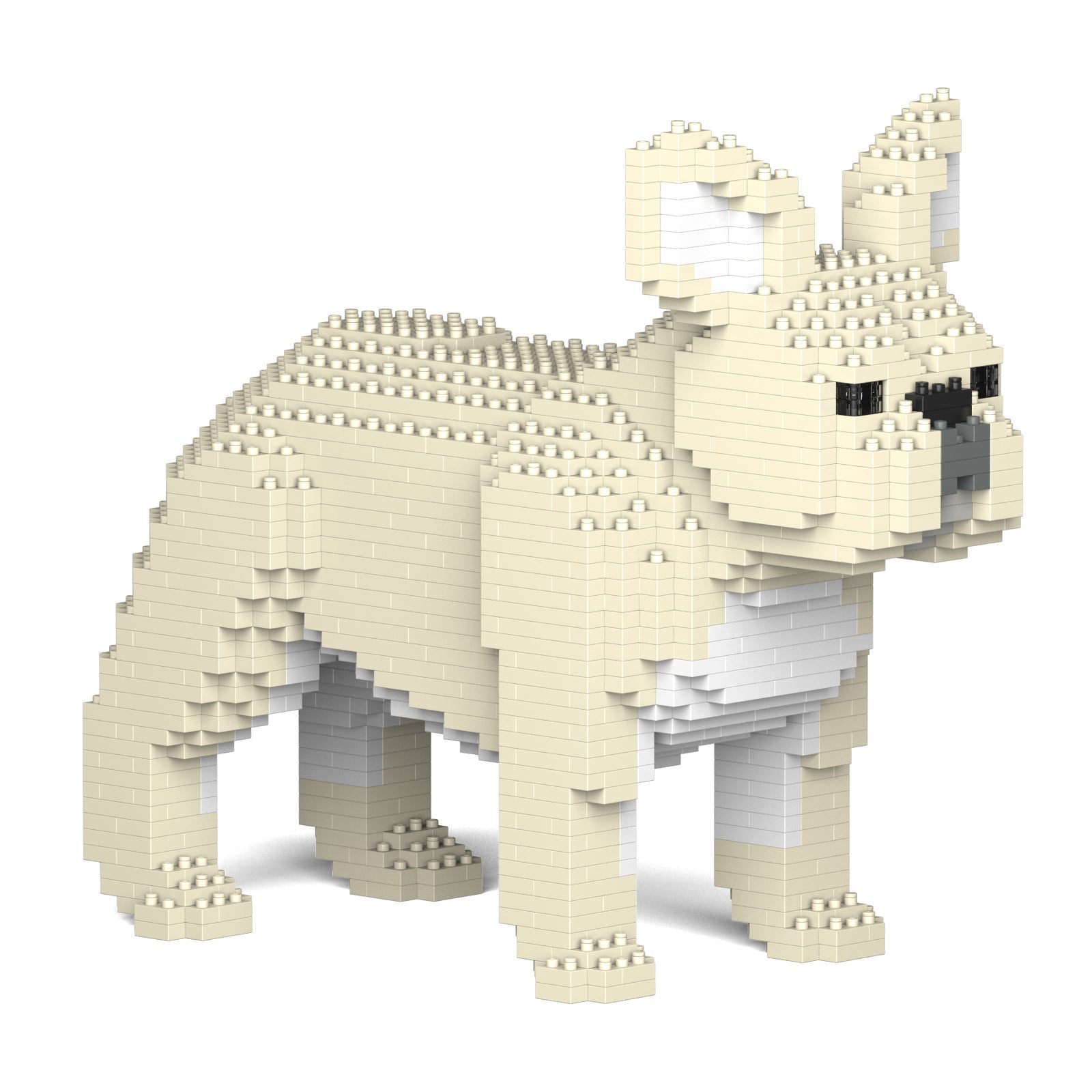 French Bulldog 02-M02