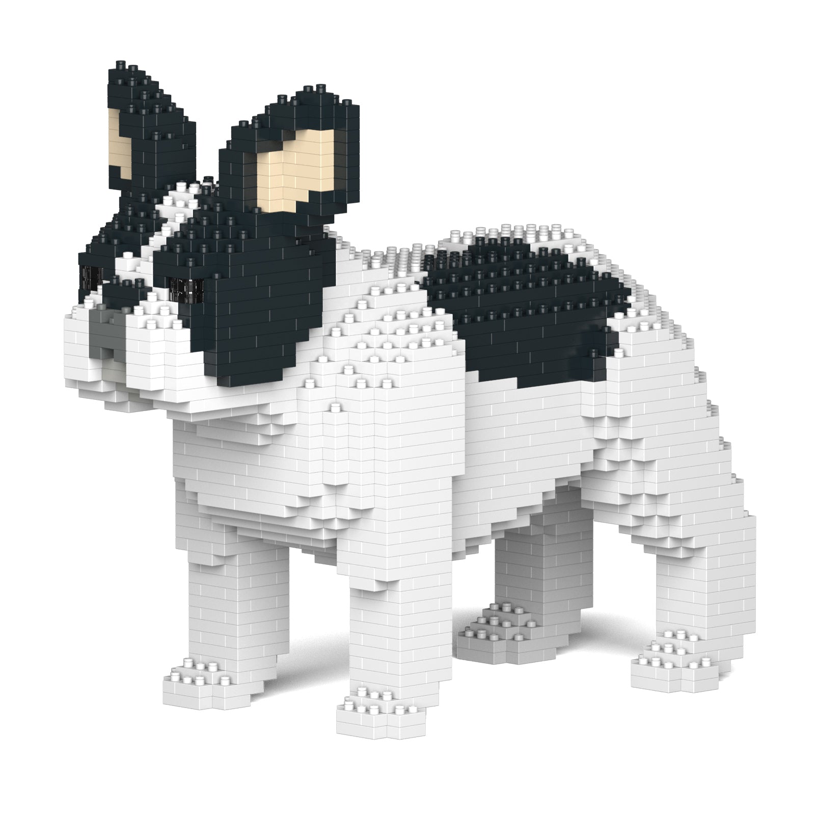 French Bulldog 02-M04