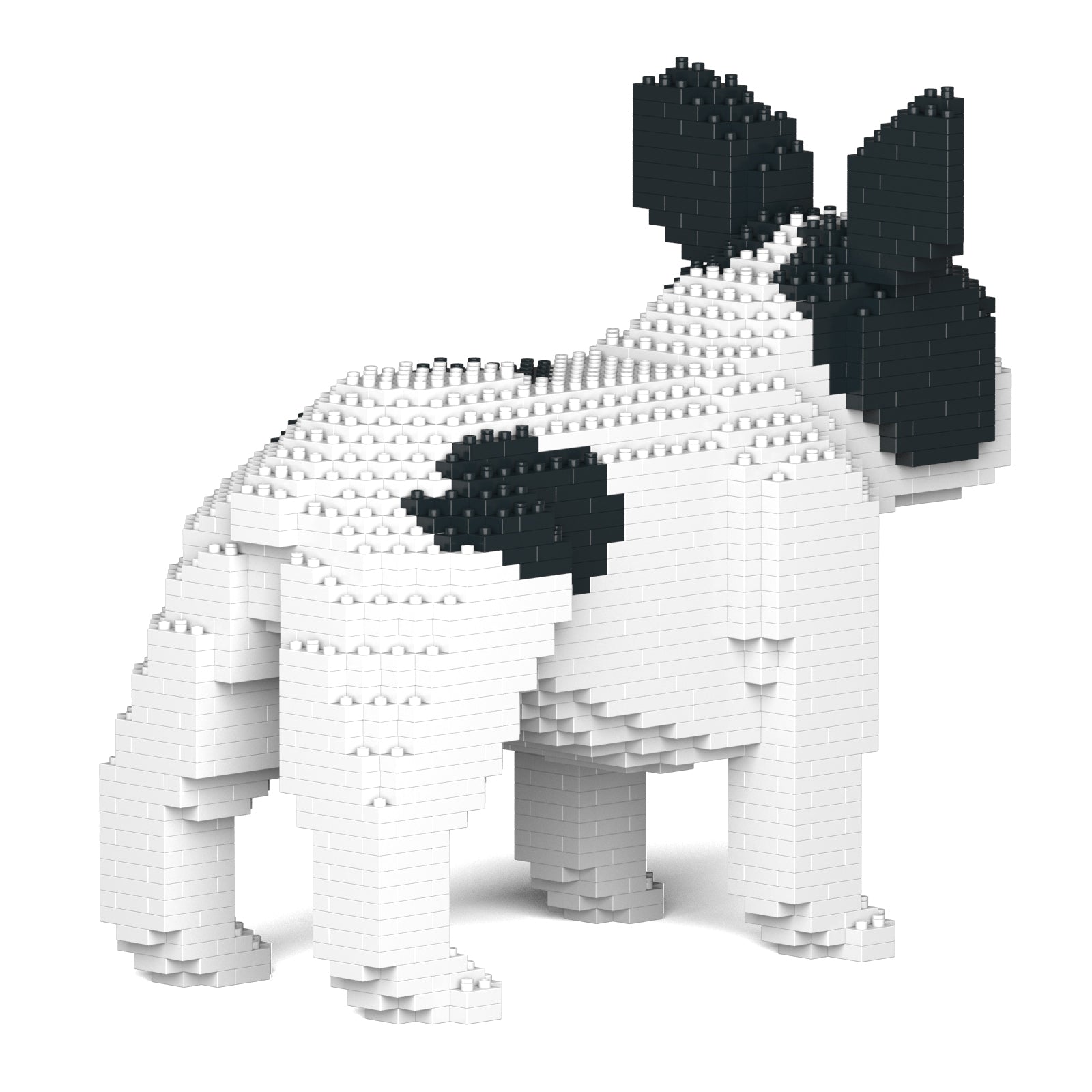 French Bulldog 02-M04
