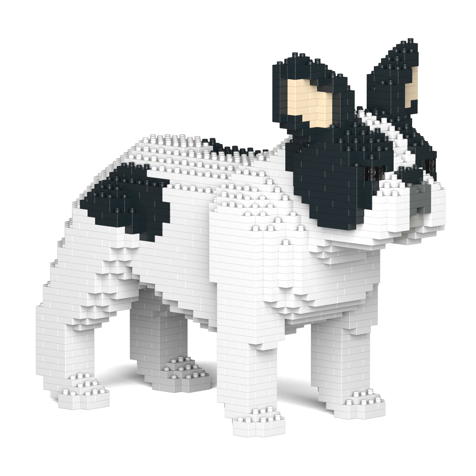 French Bulldog 02-M04