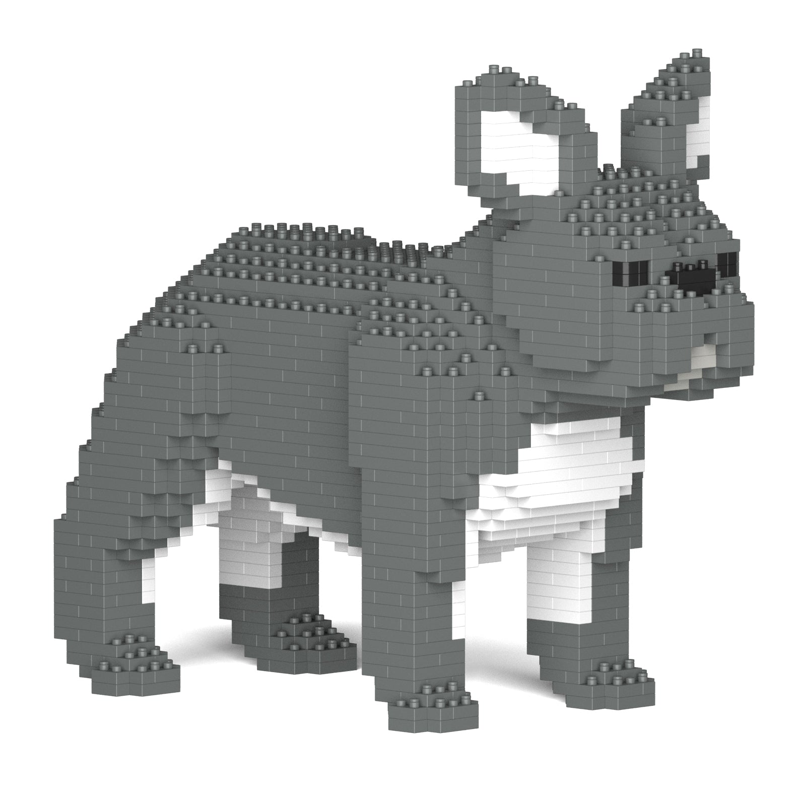 French Bulldog 02-M05
