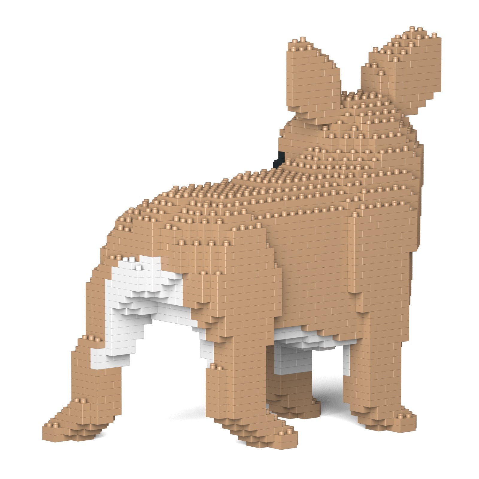 French Bulldog 03-M01