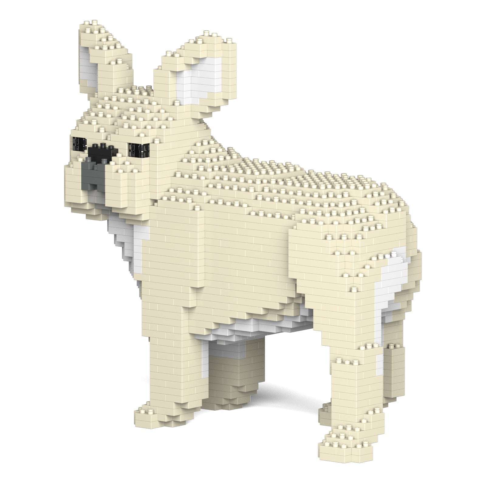 French Bulldog 03-M02