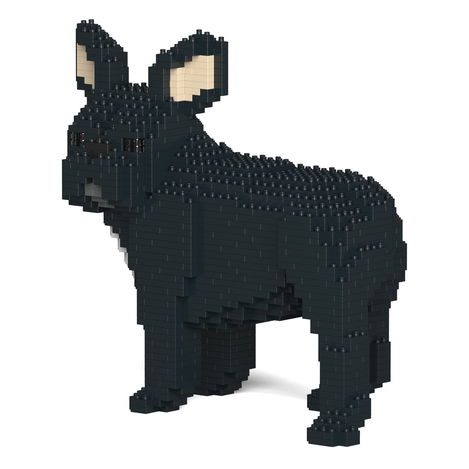 French Bulldog 03-M03