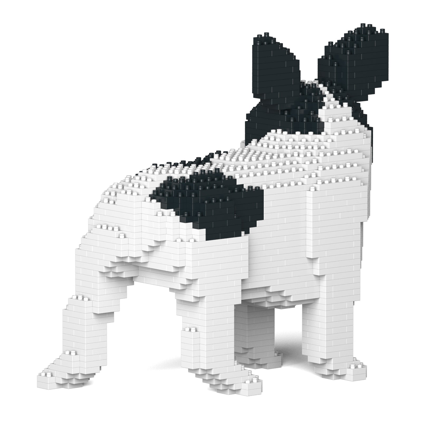 French Bulldog 03-M04
