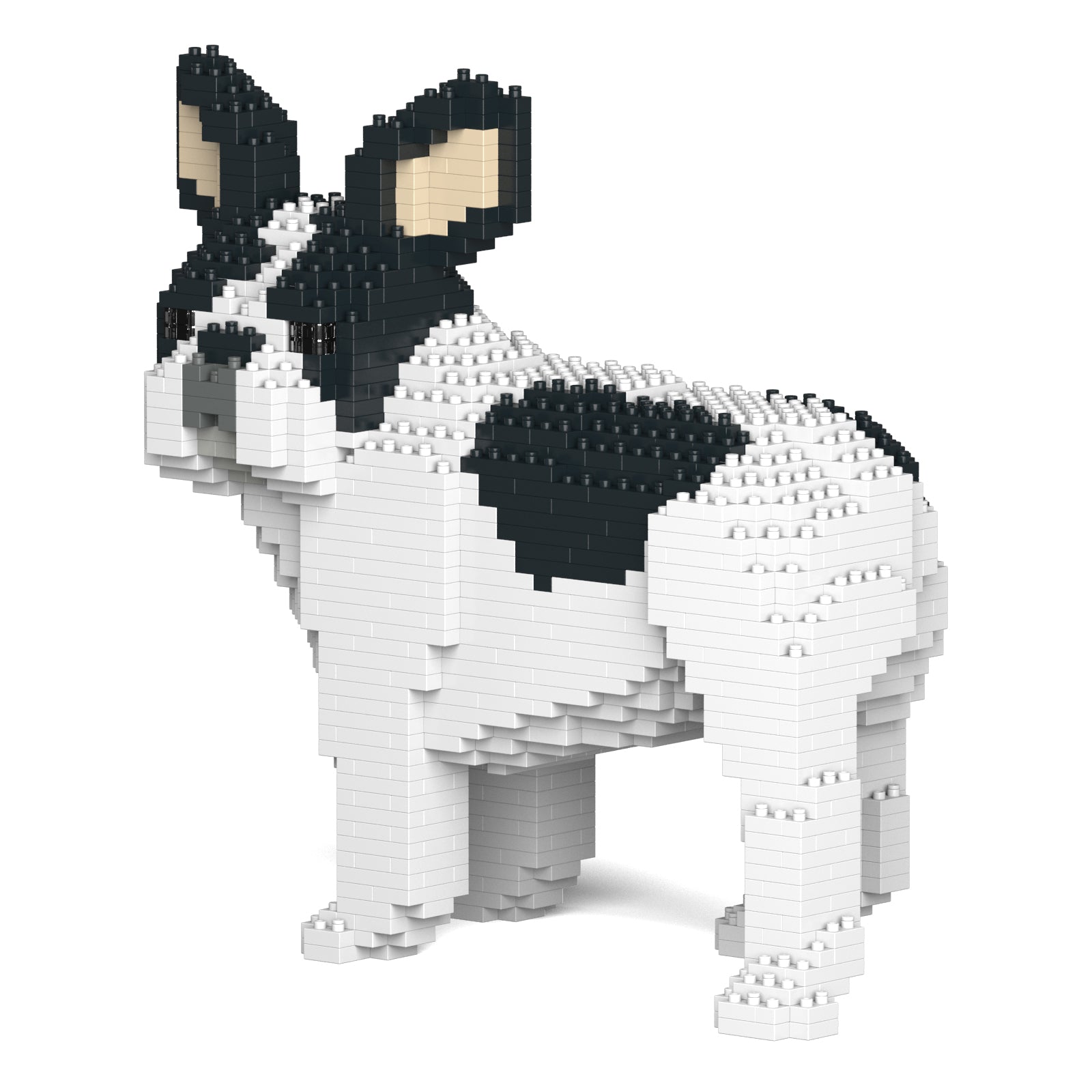 French Bulldog 03-M04