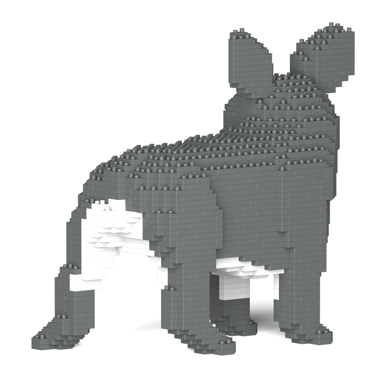 French Bulldog 03-M05