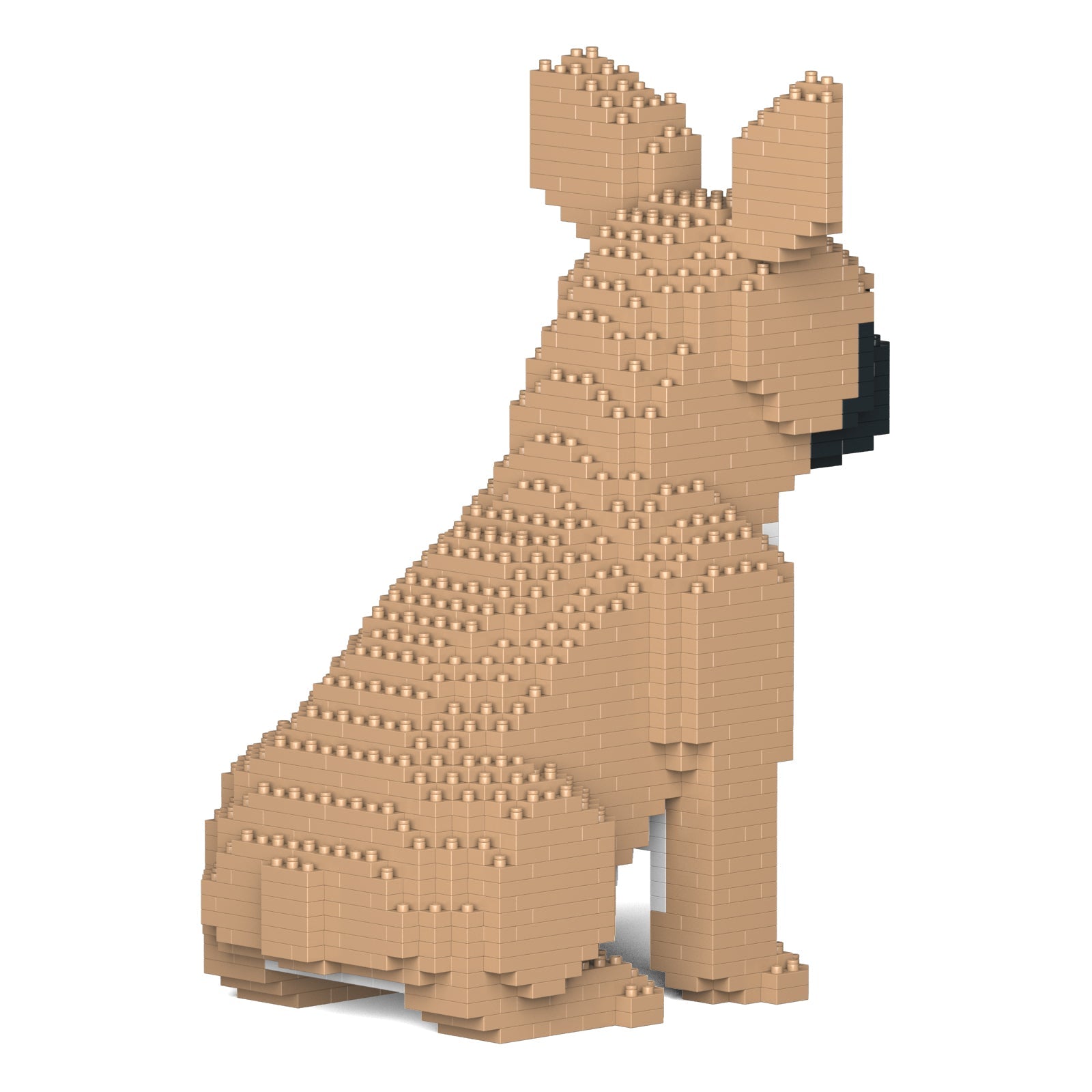 French Bulldog 04-M01