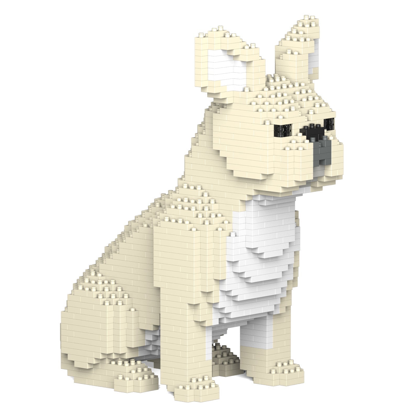 French Bulldog 04-M02