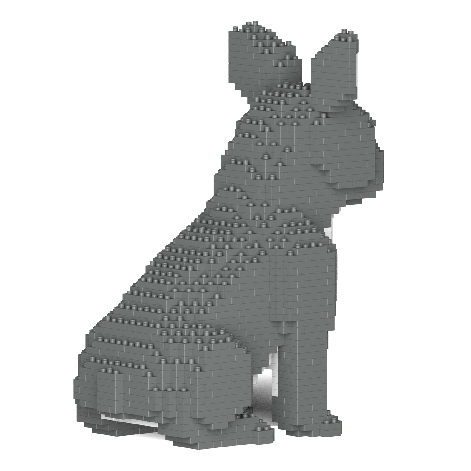 French Bulldog 04-M05