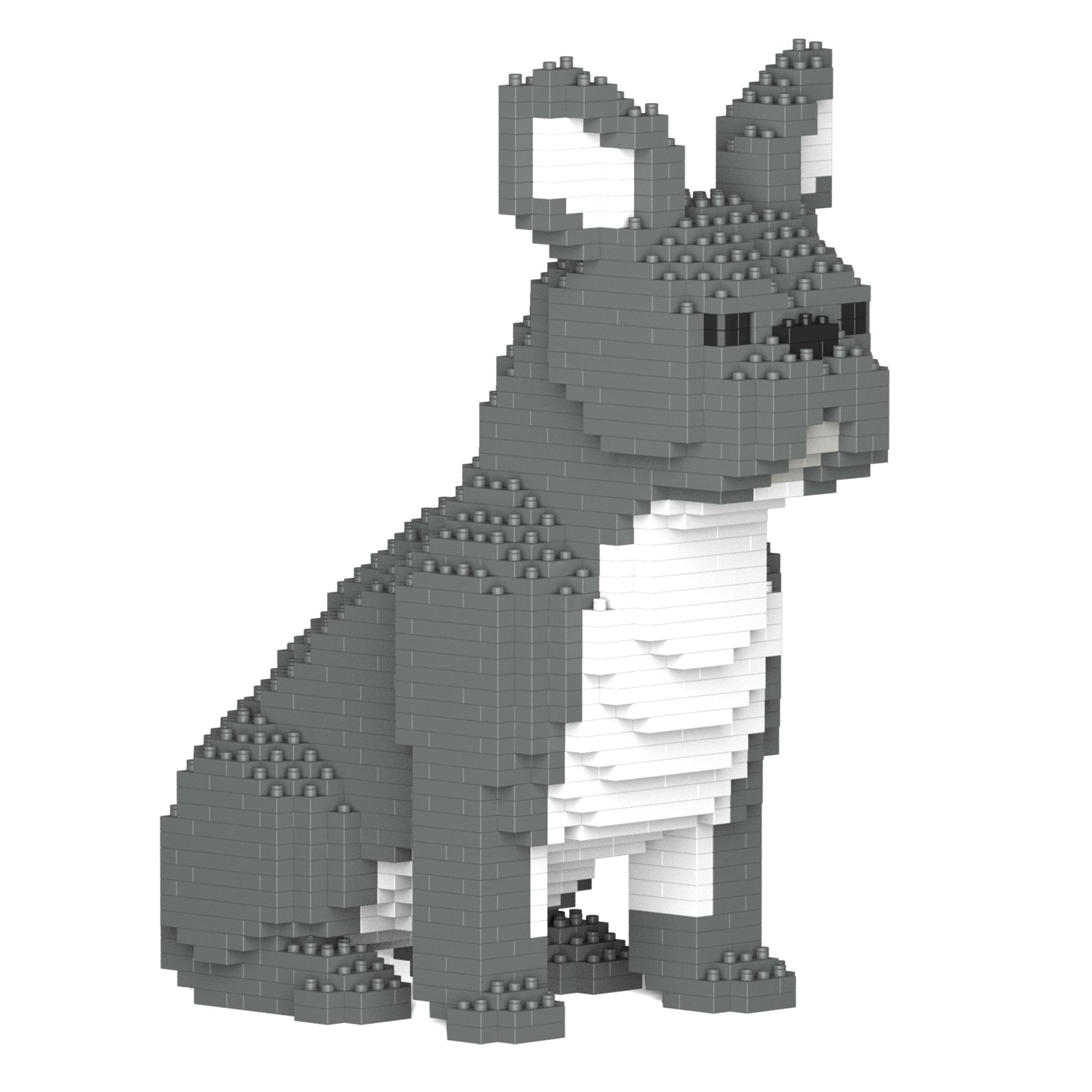 French Bulldog 04-M05