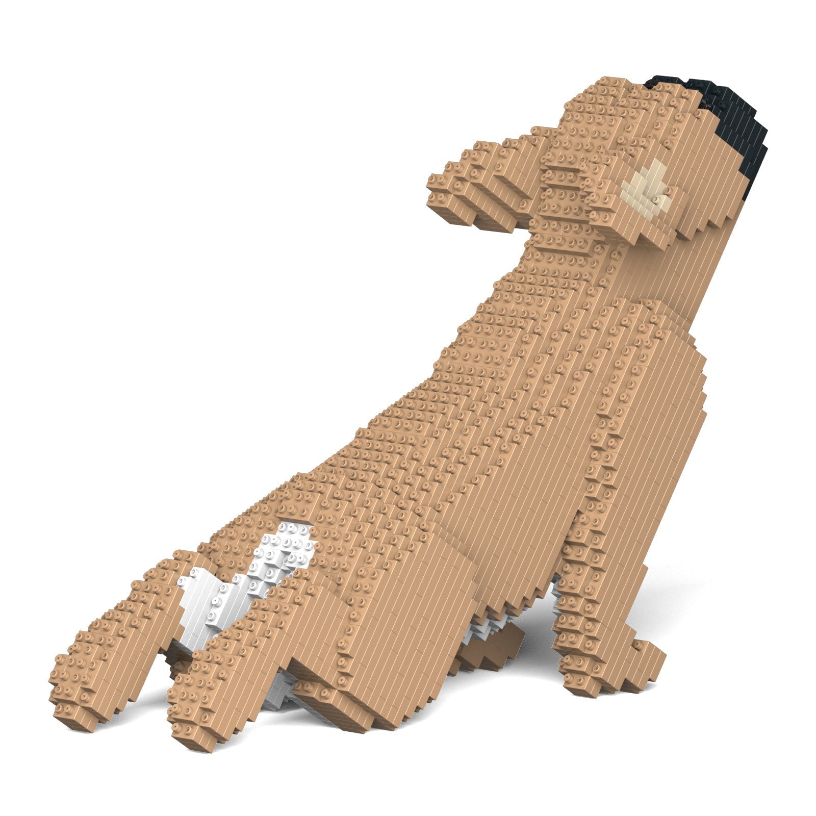 French Bulldog 05-M01