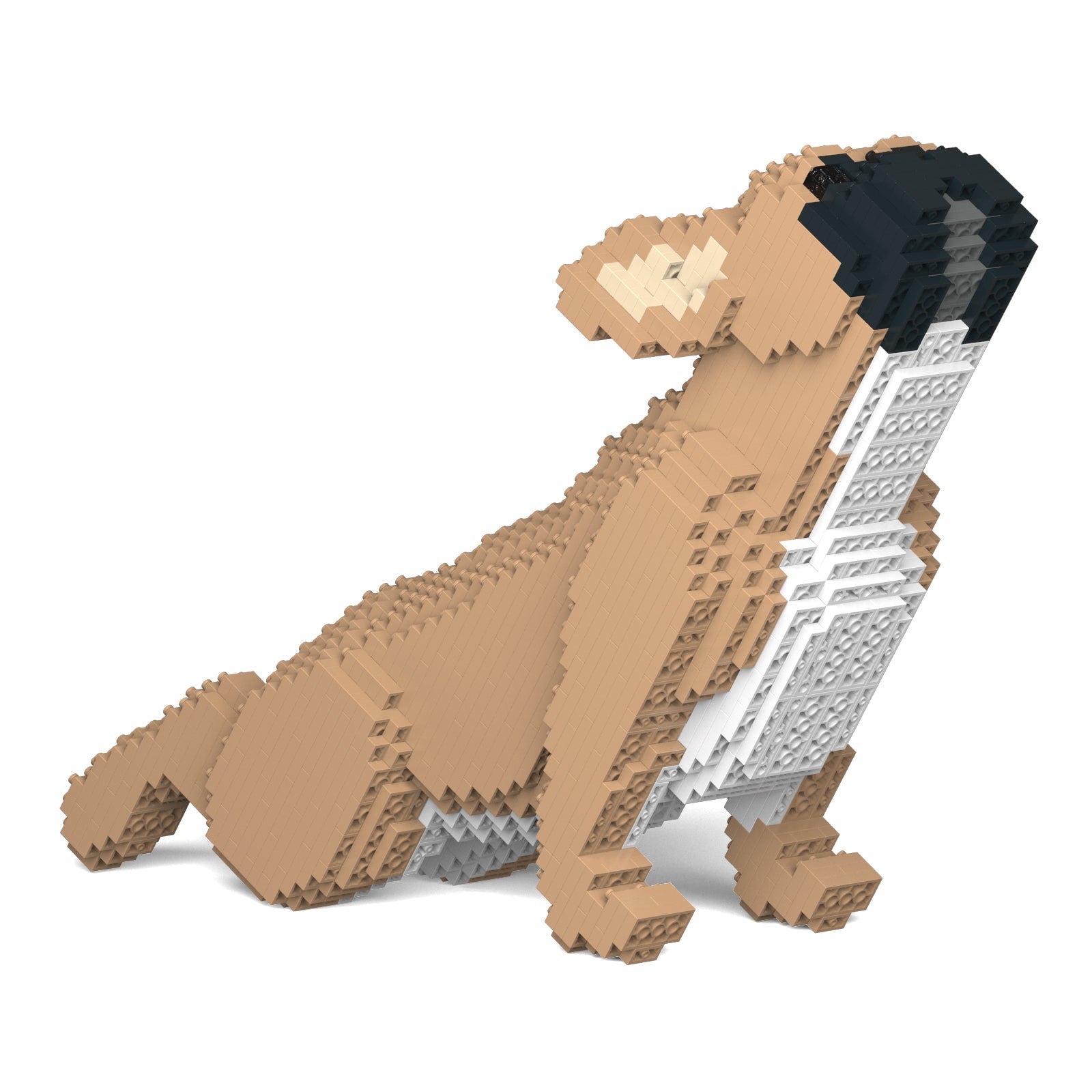 French Bulldog 05-M01