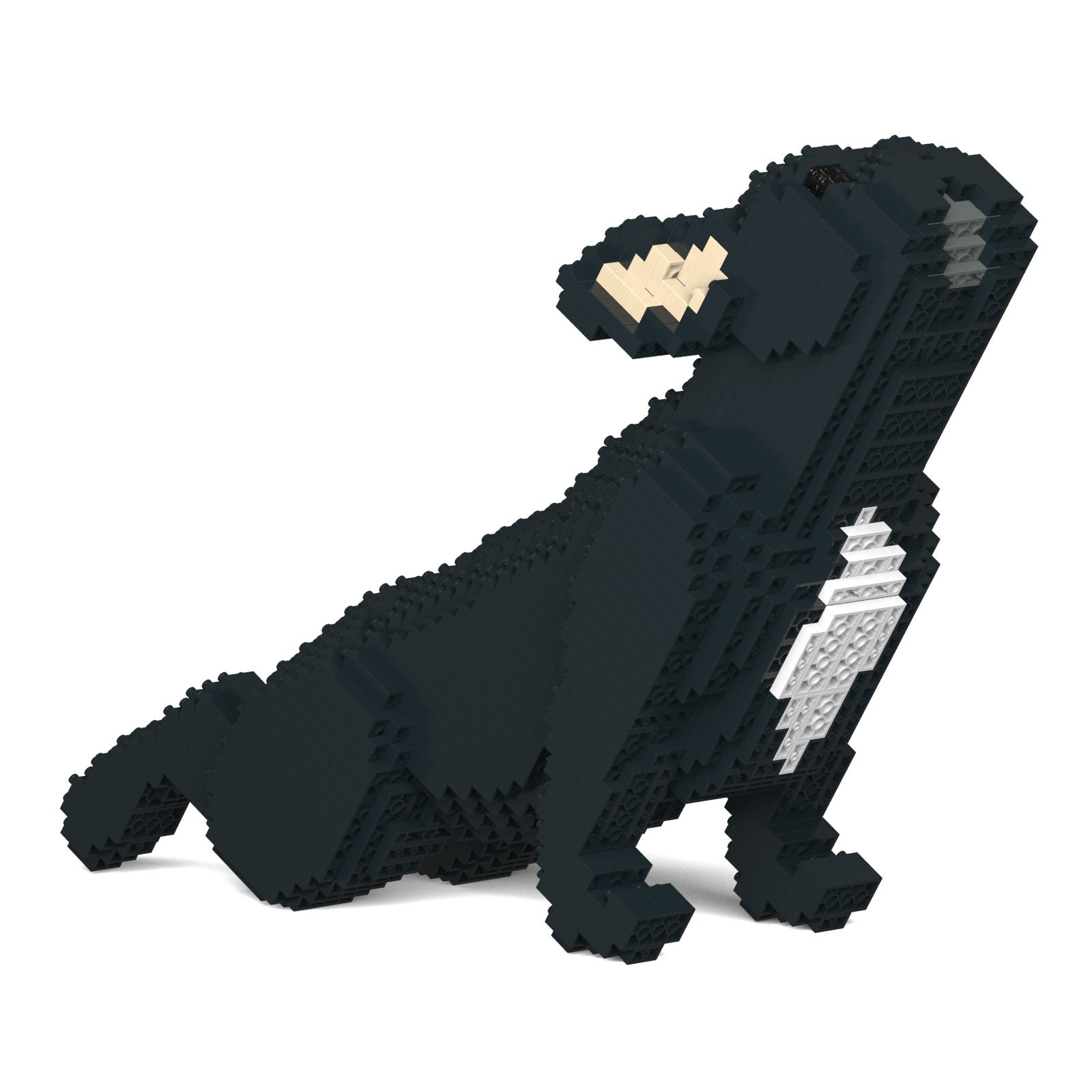 French Bulldog 05-M03