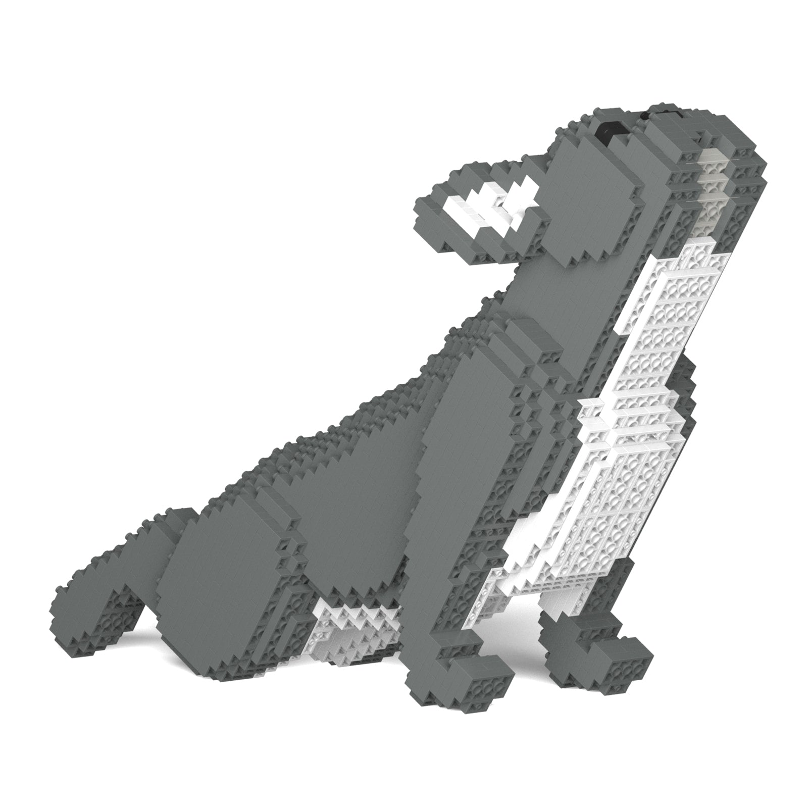 French Bulldog 05-M05
