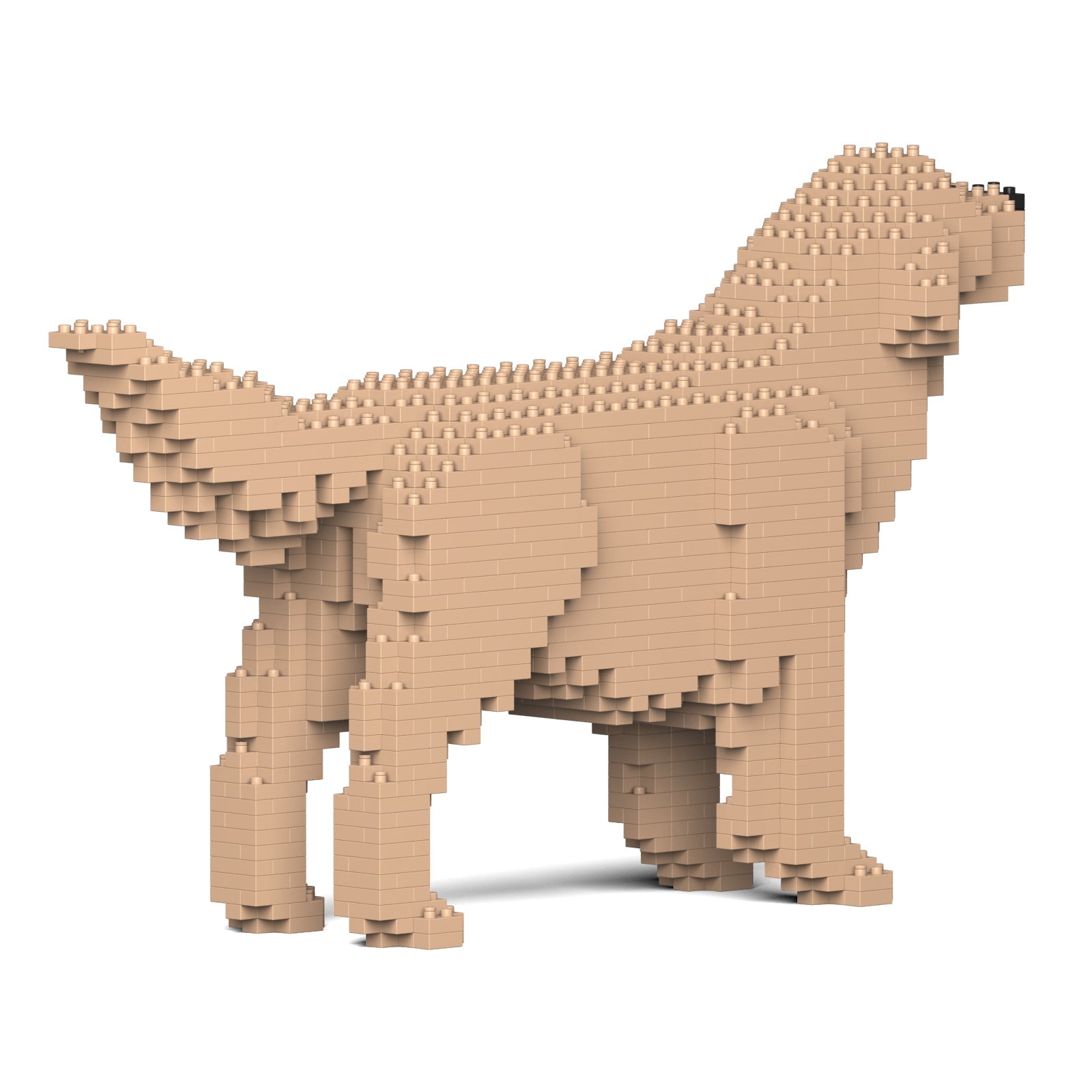 Golden Retriever 02-M03