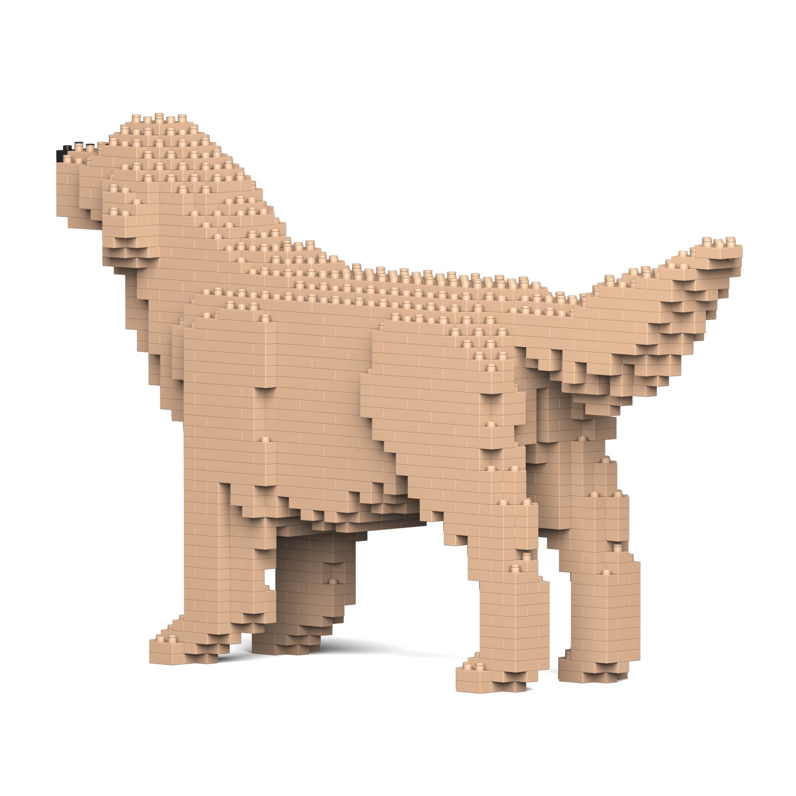 Golden Retriever 02-M03