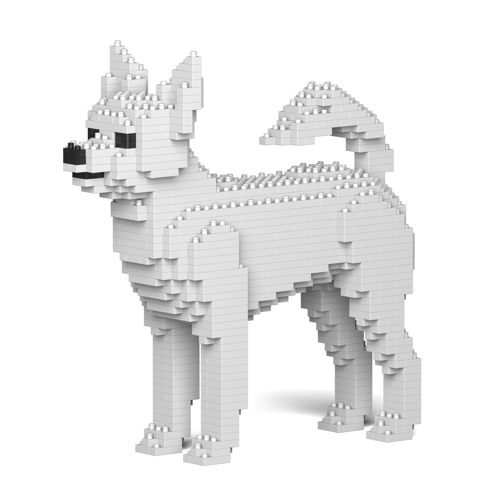 Chihuahua 01-M03
