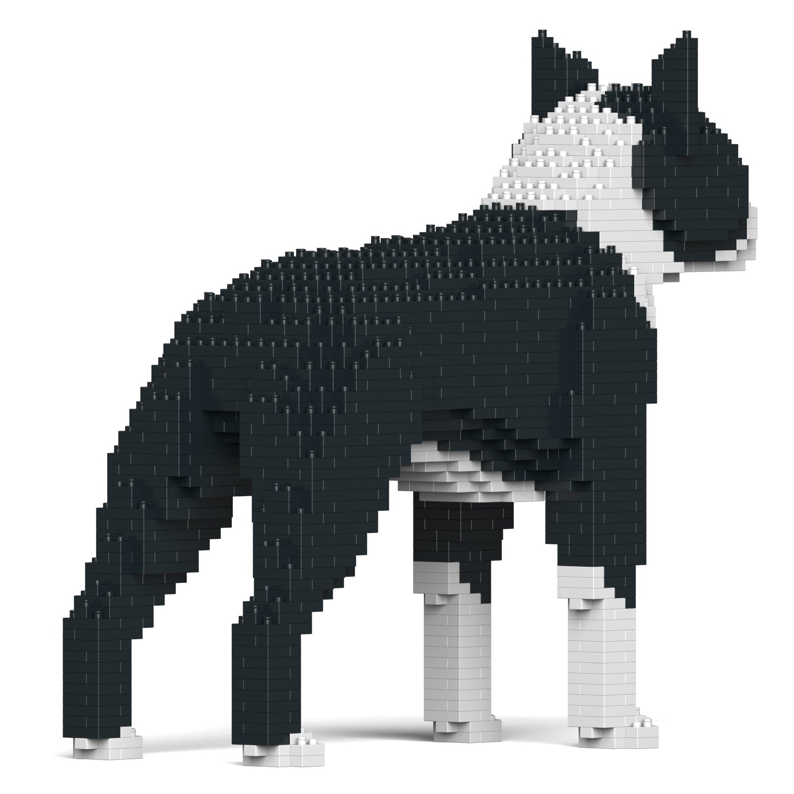 Jekca Boston Terrier 01-M01