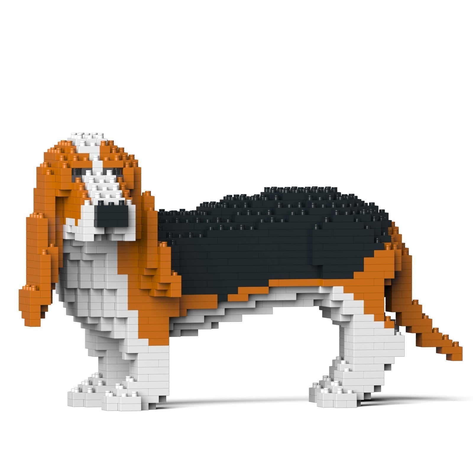Basset Hound 01-M01