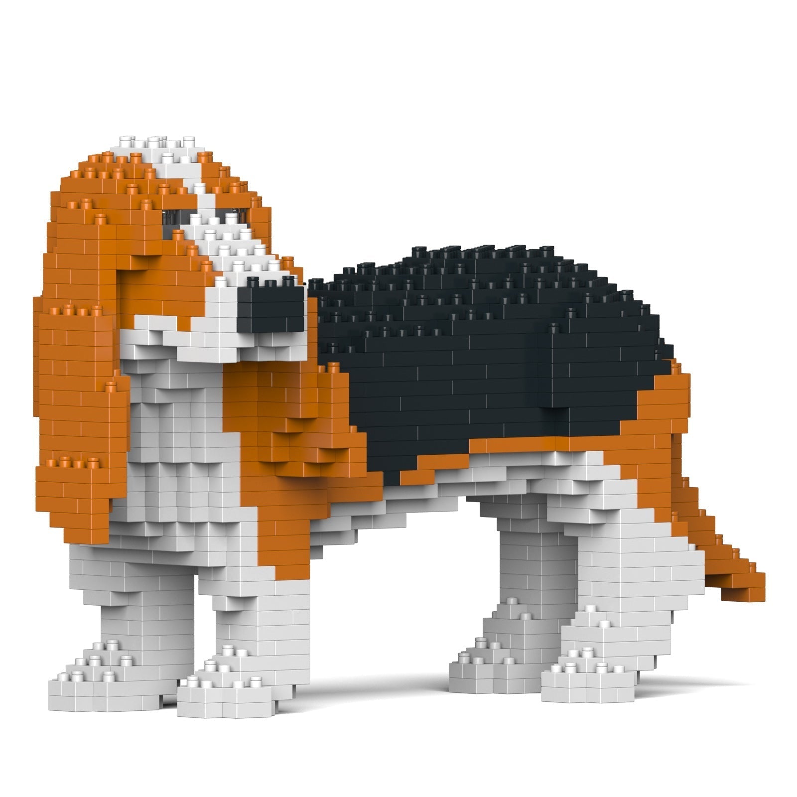 Basset Hound 01-M01