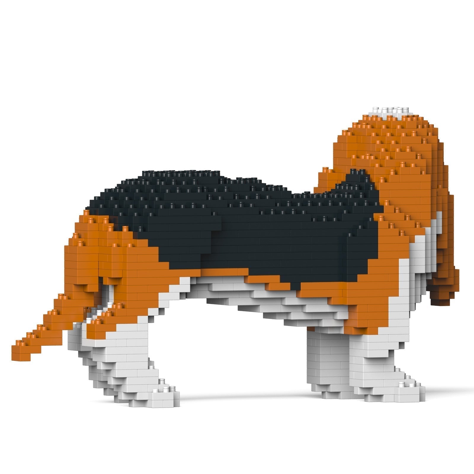 Basset Hound 01-M01