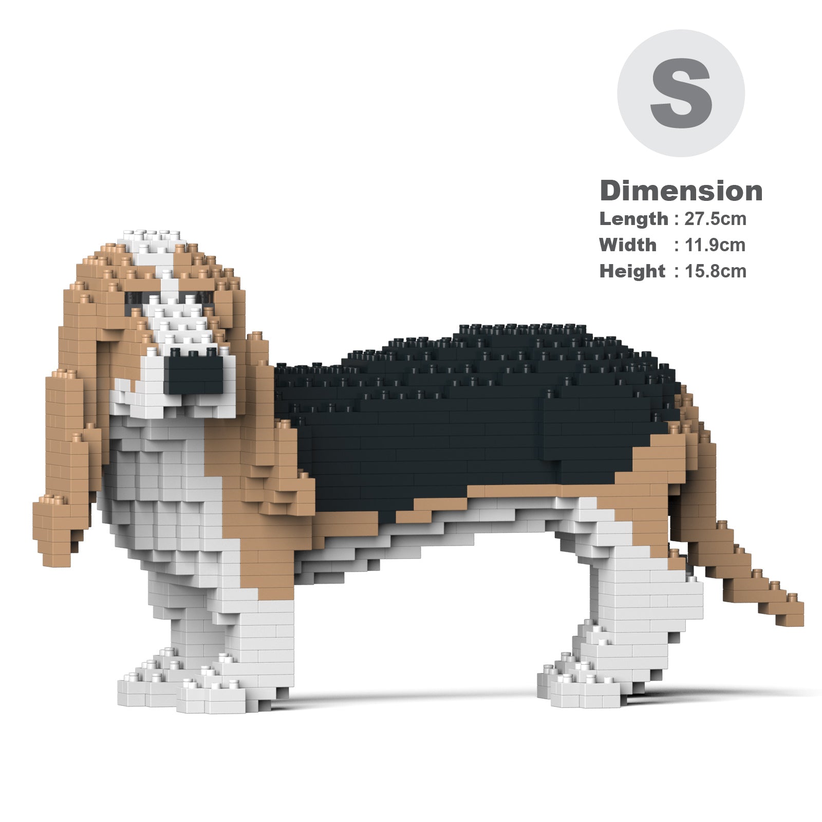 Basset Hound 01-M02